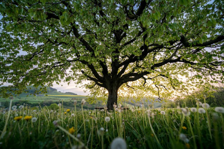 Below A Perfectly Scaped Spring Tree In Meadow