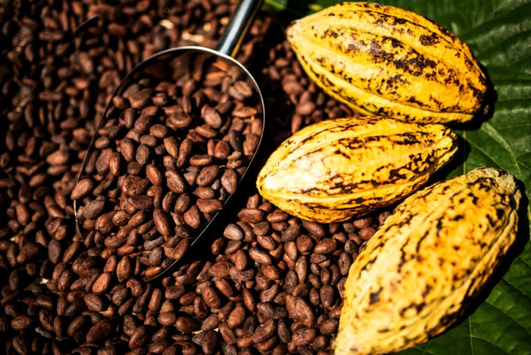Cocoa Beans And Cocoa Fruit On The Cocoa Concept With Raw Materi