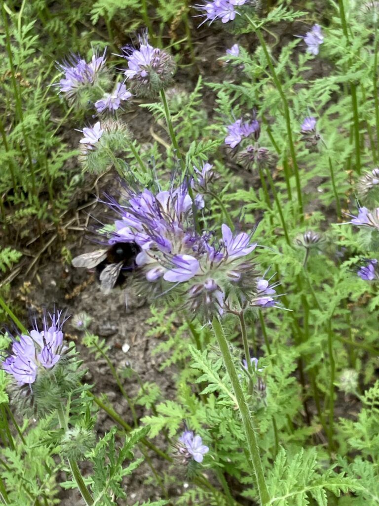 Phacelia met hommel