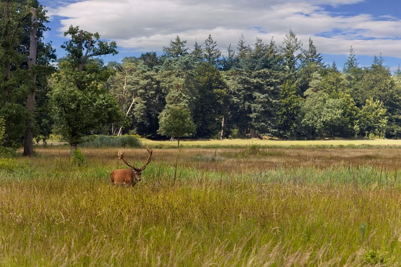 red-deer-veluwe-7360227_1280